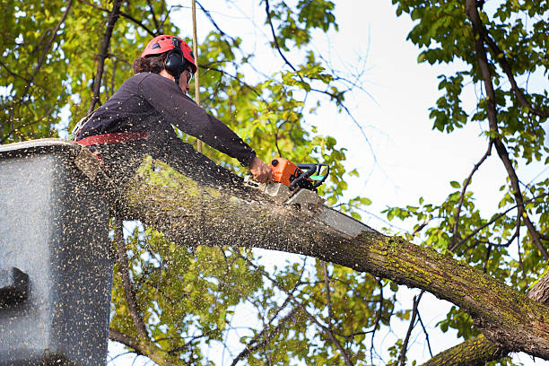 Pioneer, OH  Tree Services Company